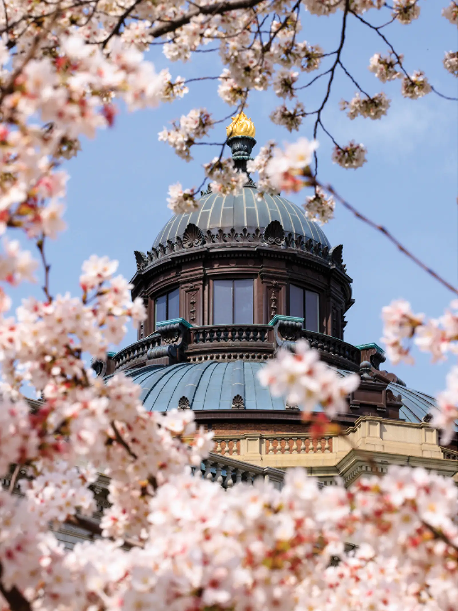 Close up view of cherry blossoms and capitol campus in background